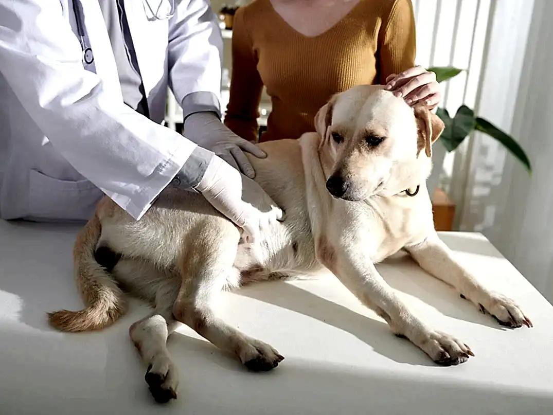 Köpeğin İdrarından Kan Gelmesi Neden Olur?