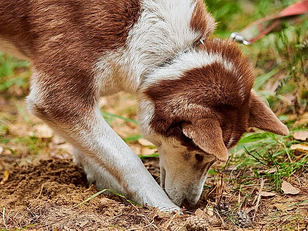 Köpekler Neden Toprak Yer?