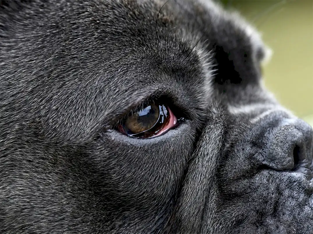 Köpeklerin Gözleri Neden Kızarır?