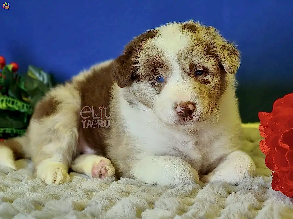 Azərbaycan'da ilk olan Red Merle Border Collie yavrularımız büyümeye devam ediyor