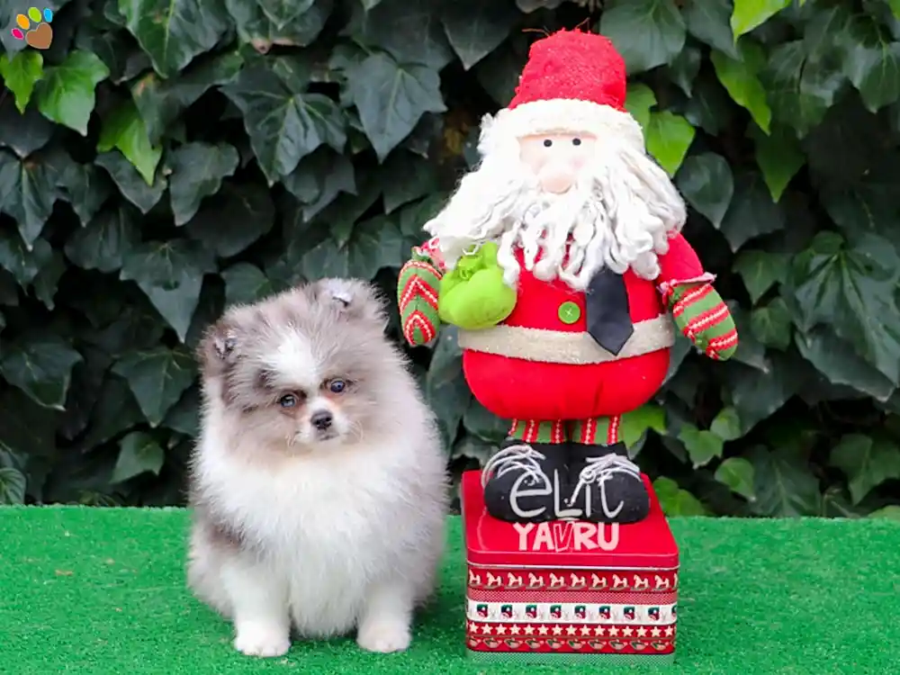 Chocolate ve Merle rengi Pomeranian yavrularımız :)