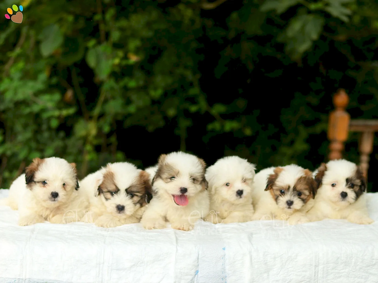 Coton De Tulear yavrularımız 2 aylık oldular