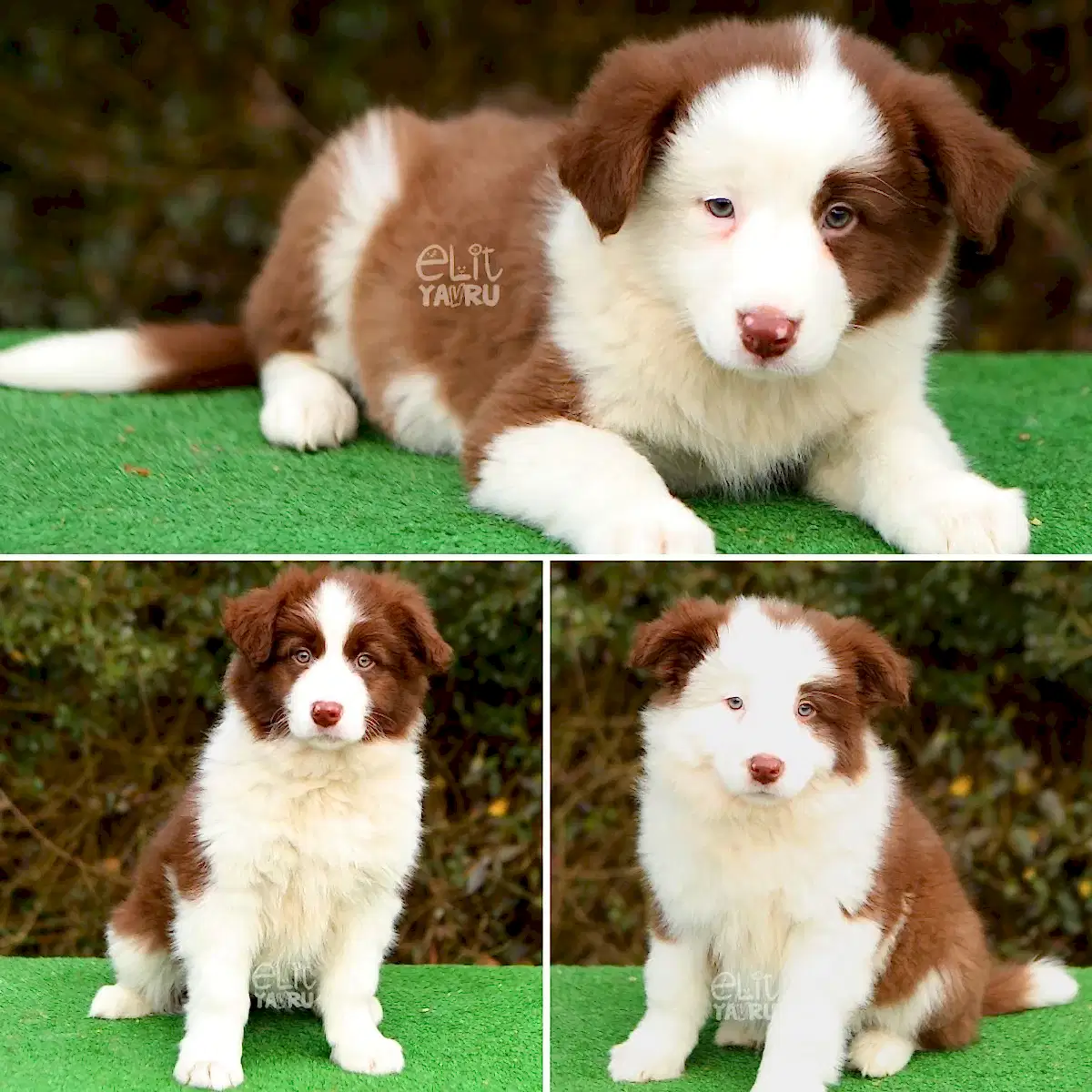 Dünyanın en zeki cinsi Border Collie yavrularımız 3 aylık oldular