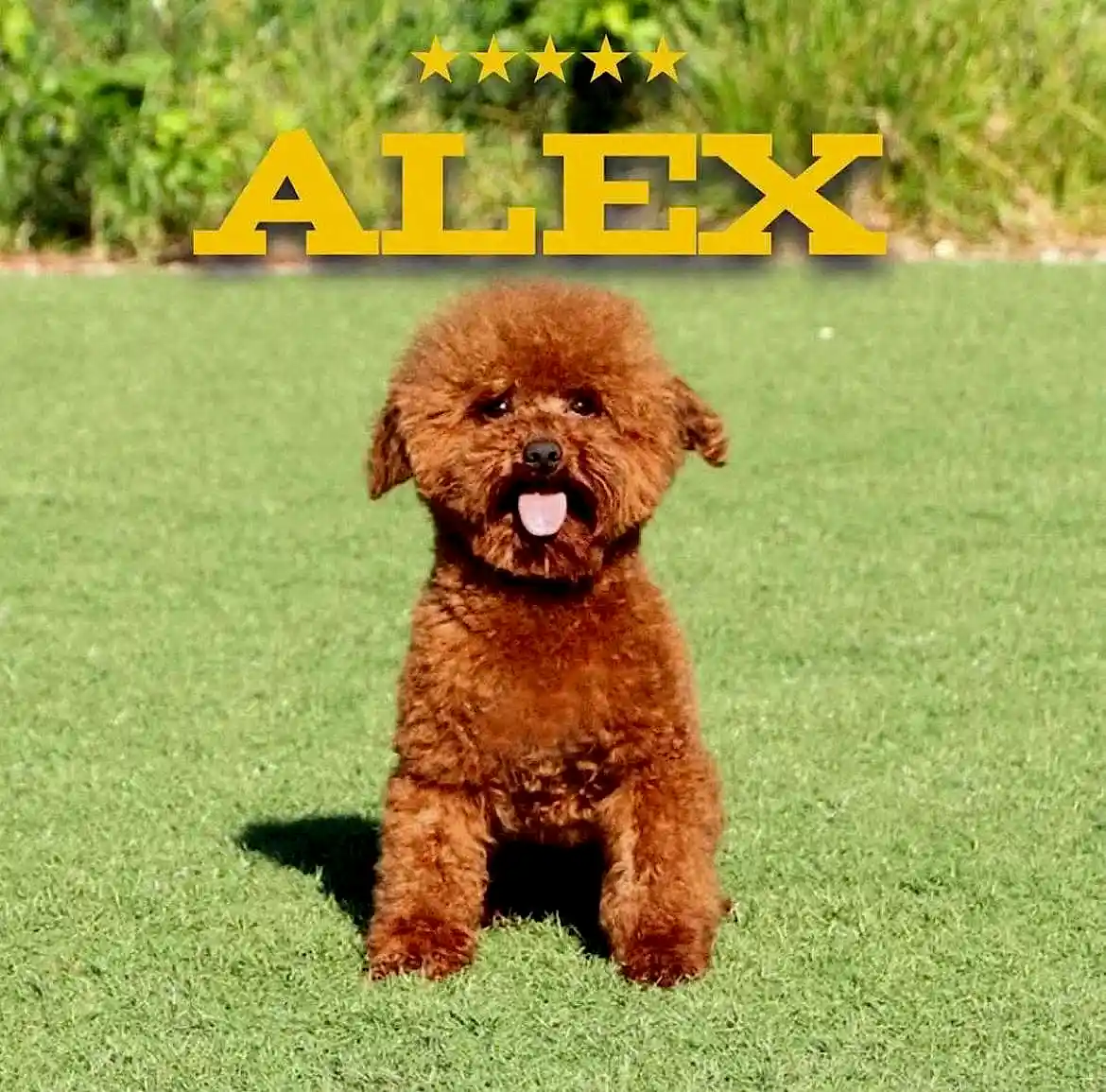 Fenomen Redbrown&nbsp;Poodle dostumuz Alex