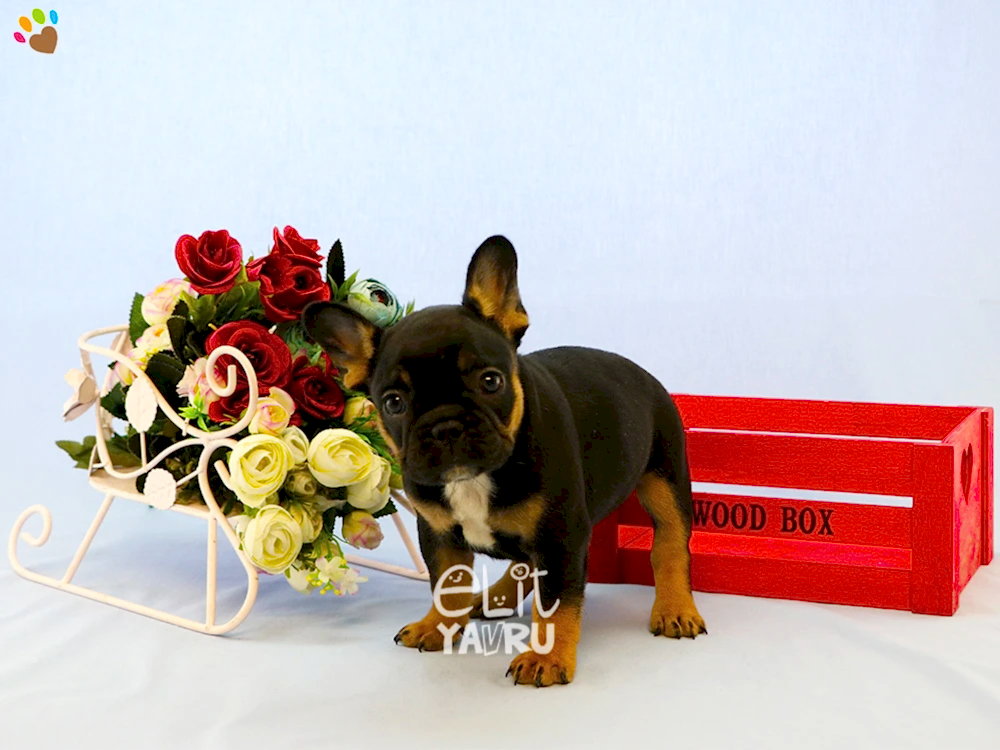 French Bulldog cinsi elit yavrularımız çiftliğimizde