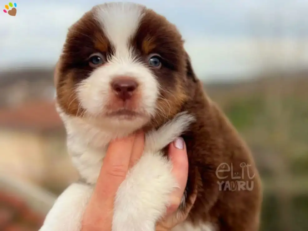 Miniature American Shepherd bebeklerimiz büyümeye devam ediyor 1