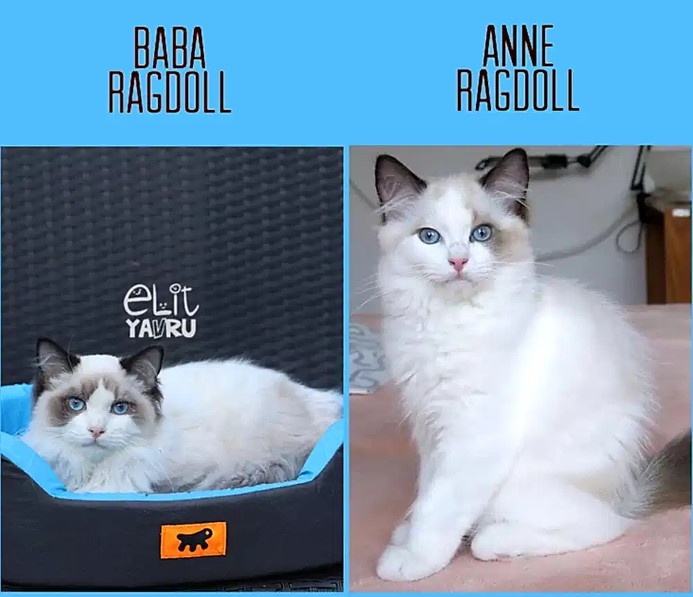 Ragdoll elit yavrularımız dünyaya geldiler :)