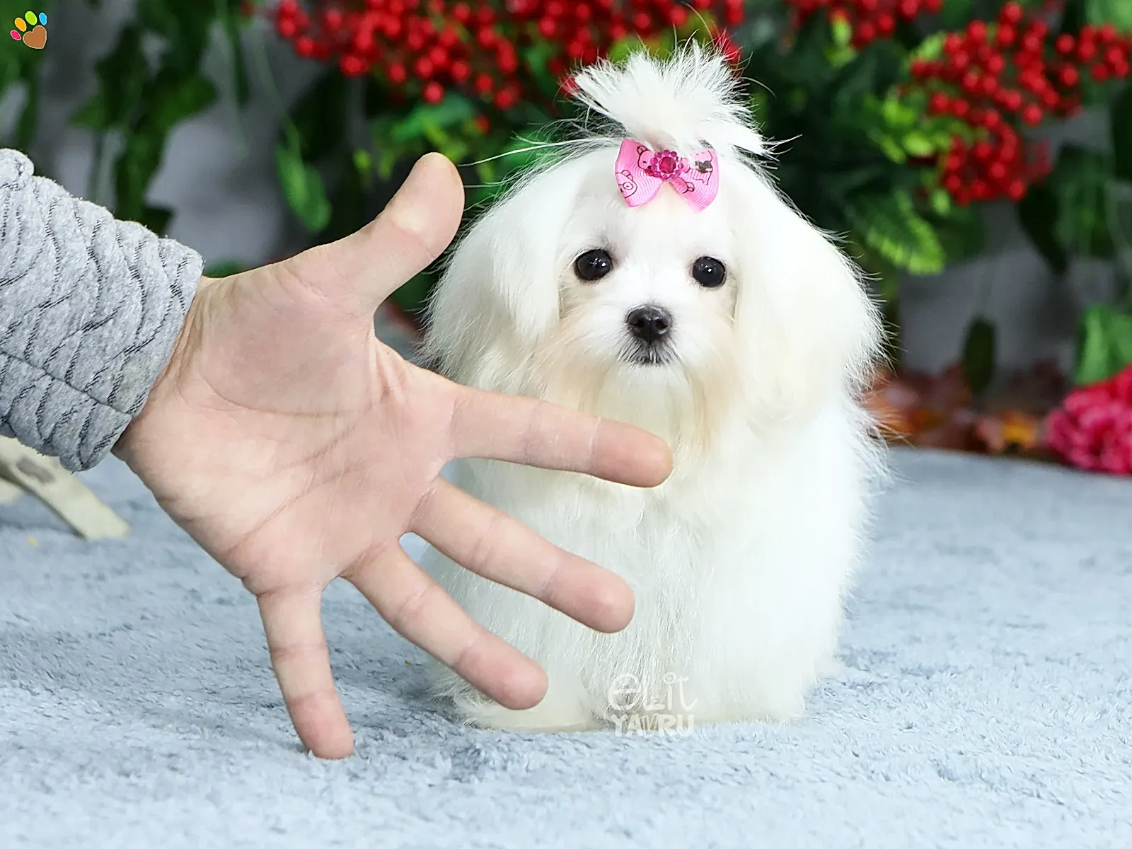 Teacup kızımız Missy 1350 Gr ağırlığında
