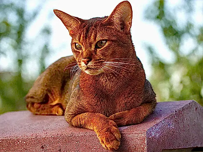 Abyssinian 3