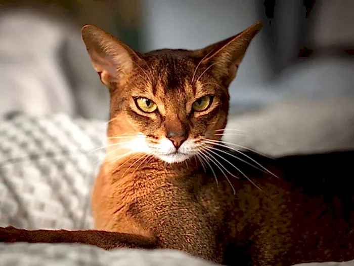 Abyssinian 5