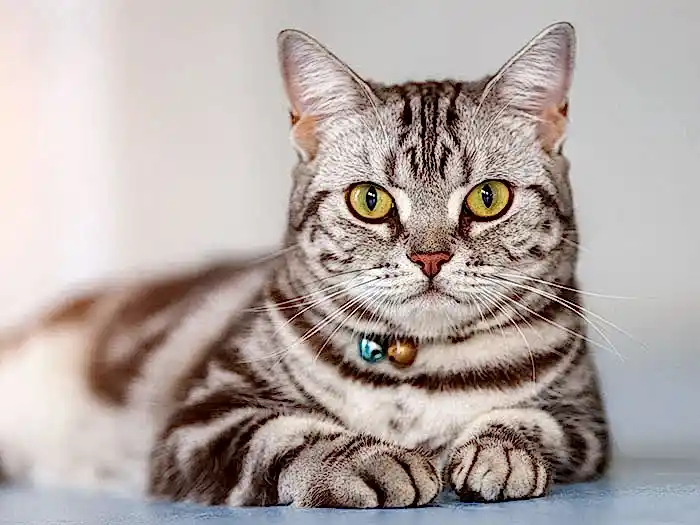 American Shorthair 2