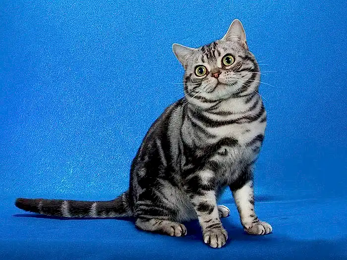 American Shorthair 4