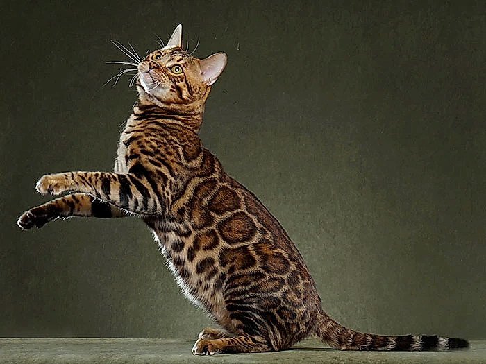 Bengal 2