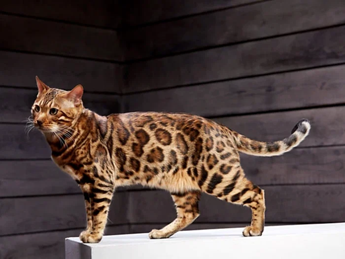 Bengal 3