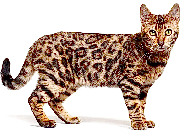 Bengal 5