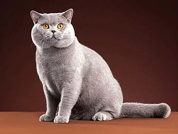 British Shorthair