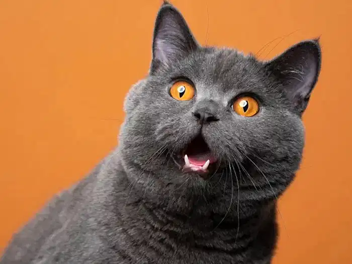 British Shorthair 2