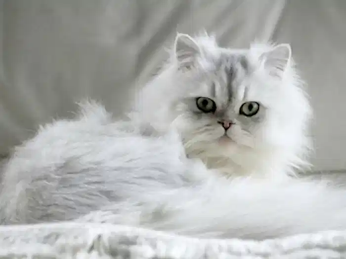 Chinchilla 1
