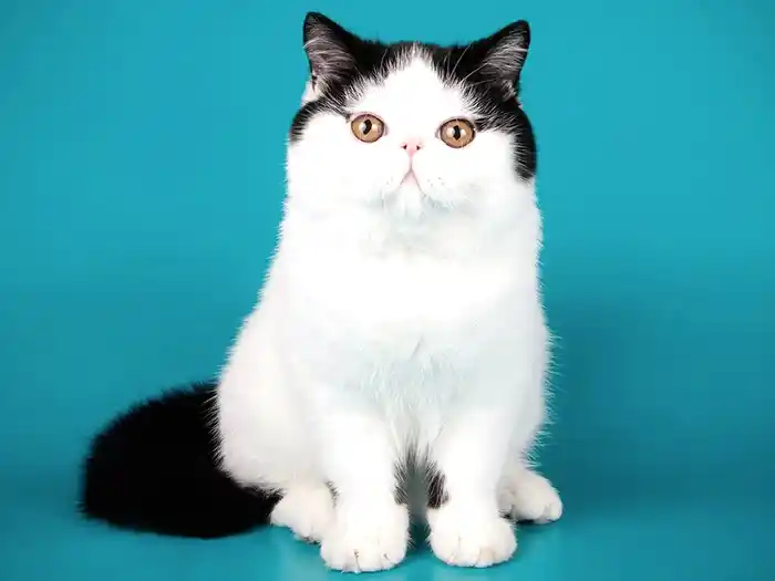 Exotic Shorthair 5