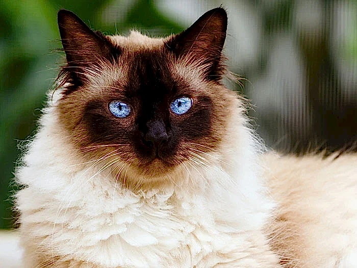 Himalayan 1