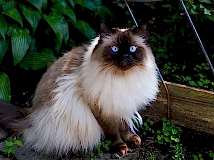 Himalayan 3