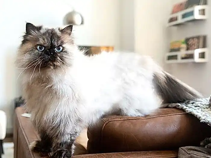 Himalayan 4