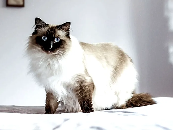 Himalayan 2