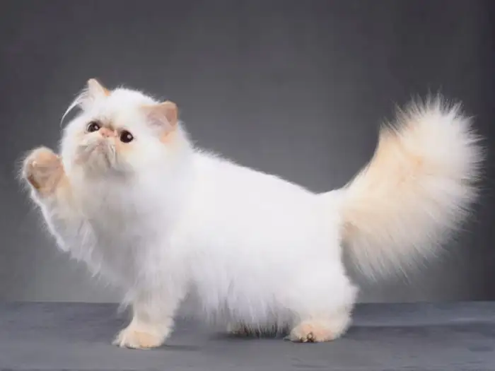 İran Kedisi Persian