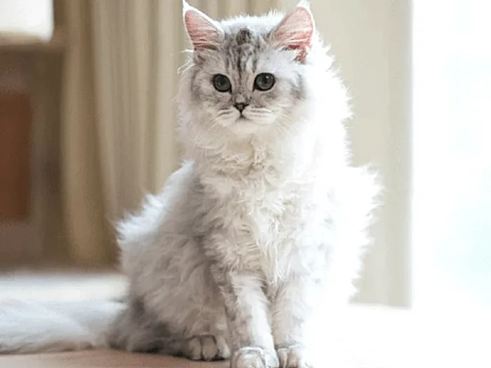 Chinchilla 3