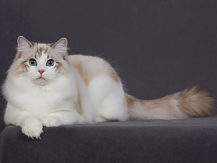 Ragdoll 1
