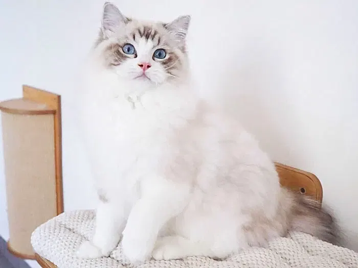 Ragdoll 4
