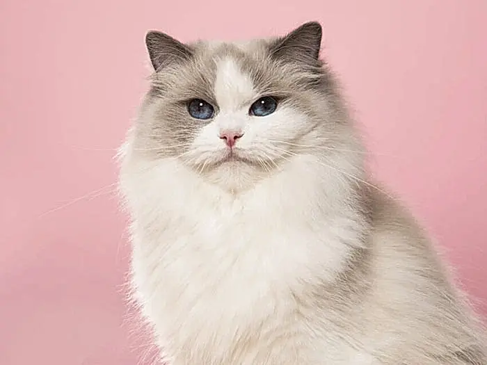 Ragdoll 5