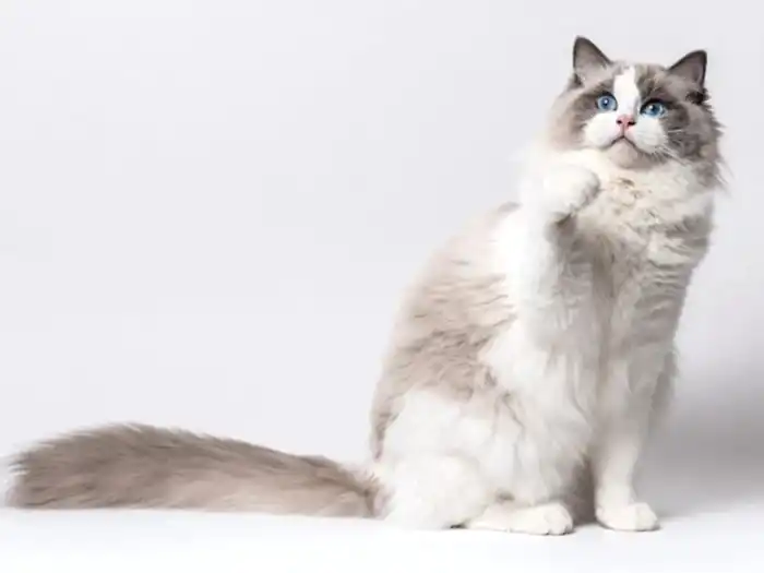 Ragdoll 2