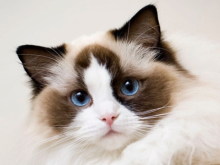 Ragdoll 3