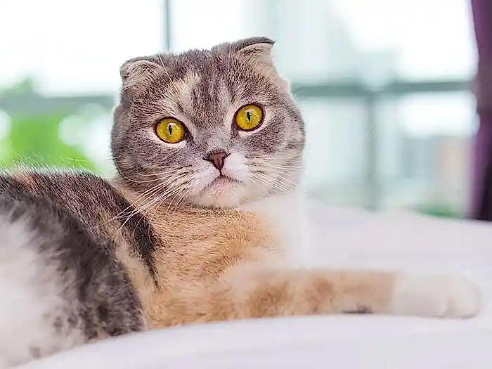 Scottish Fold 5