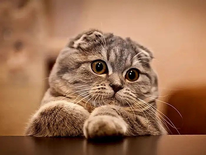Scottish Fold 4