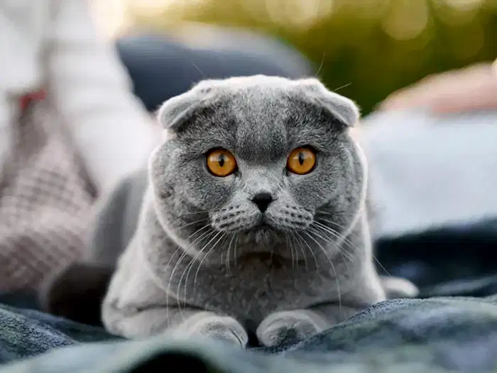 Scottish Fold 6