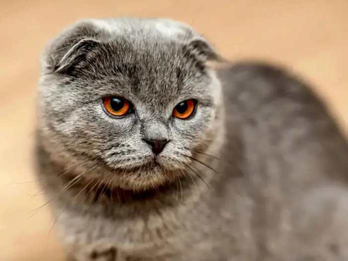Scottish Fold 3