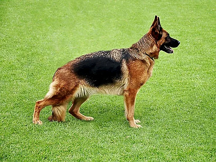 Alman Çoban Köpeği 5