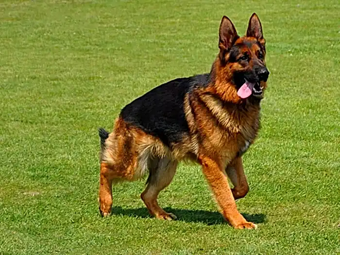 Alman Çoban Köpeği 2