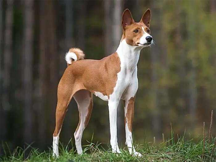 Basenji