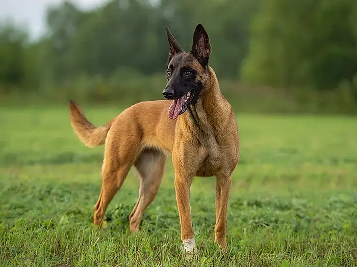 Belgian Malinois