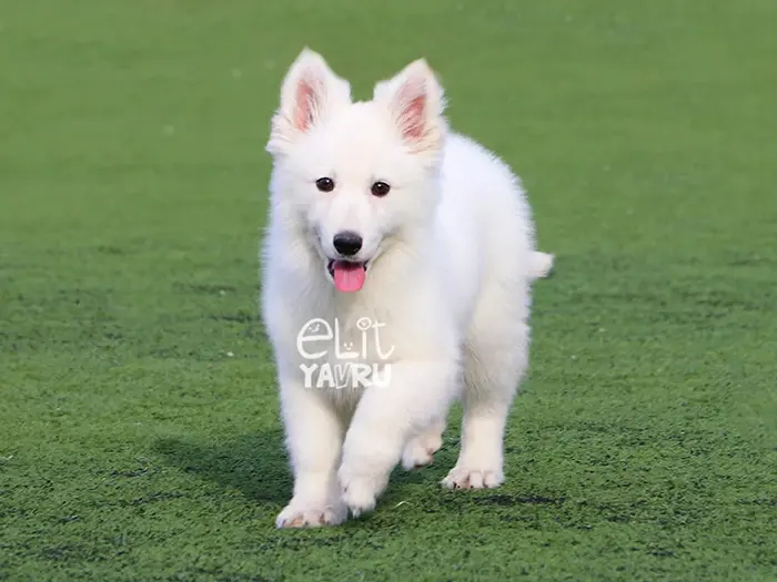 Alman Çoban Köpeği 6