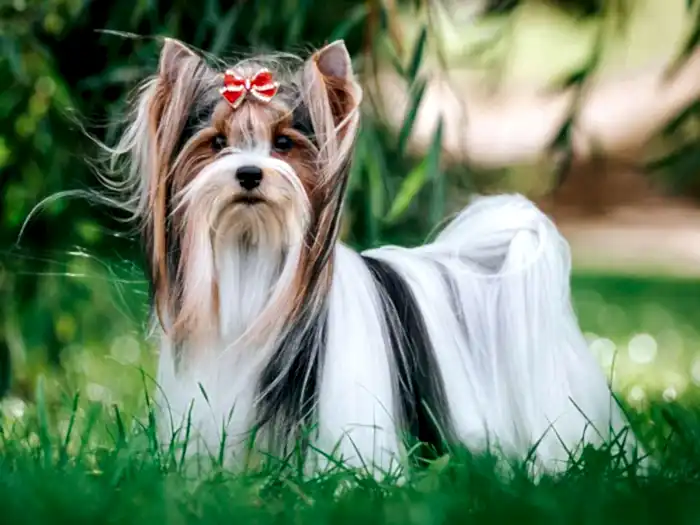 Biewer Yorkshire Terrier