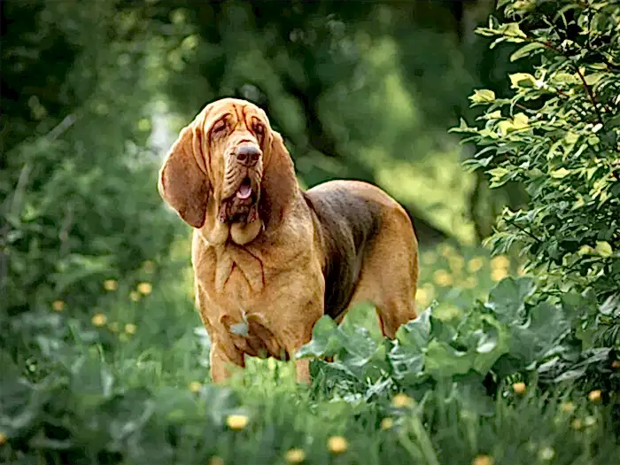 Bloodhound