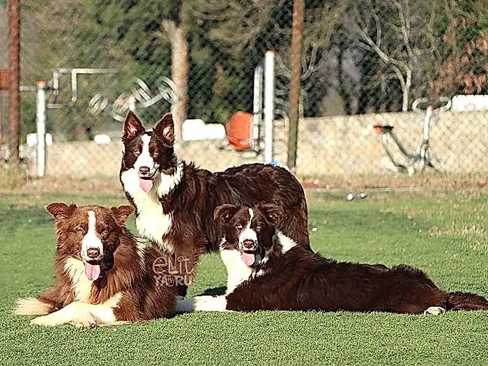 Border Collie 6