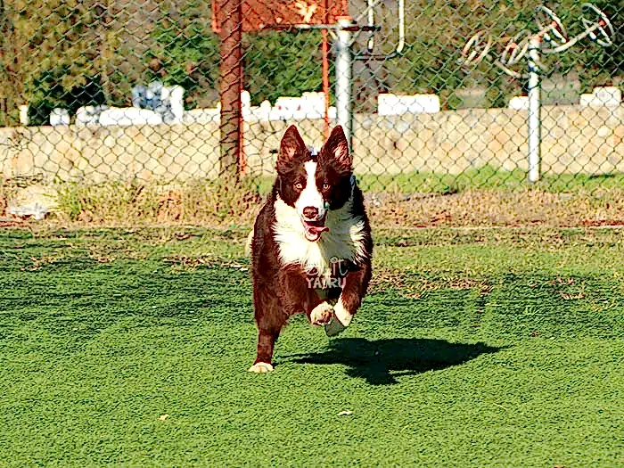Border Collie 10