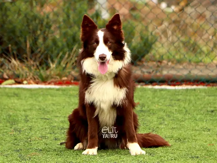 Border Collie 1