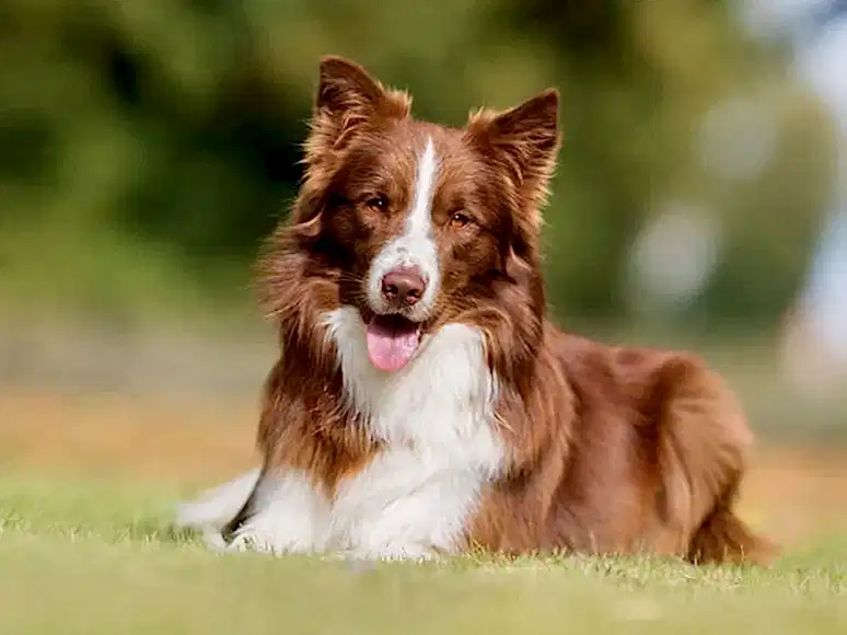 Border Collie 9