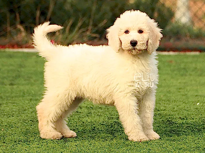 Labradoodle 2